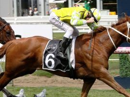 Eduardo won eight of his last 10 races after one of his first 12. The 8-year-old gelding is one of the favorites for Friday night's The Everest from Royal Randwick in Sydney, Australia. (Image: Darryl Sherer)